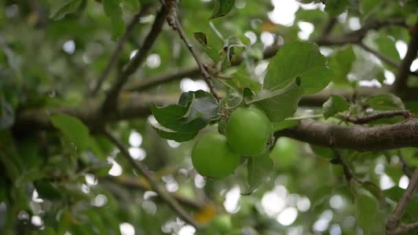 Green Apples Ripening Tree Branch Medium Shot — Stockvideo