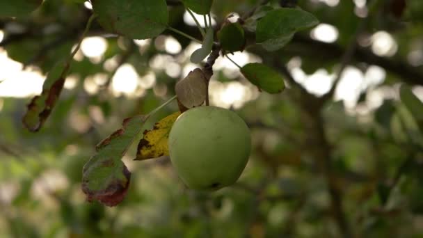 Single Apple Hanging Tree Branch Close Shot — Stockvideo