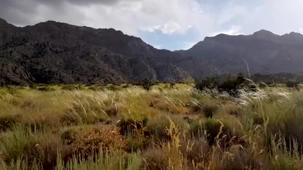 Golden Grass Swing Wind Meadow Mountain Background Rising Shot — Stockvideo