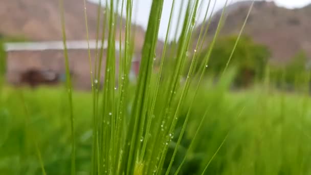 Rain Drops Fresh Green Wheat Farm Field Village Spring Cloudy — 图库视频影像