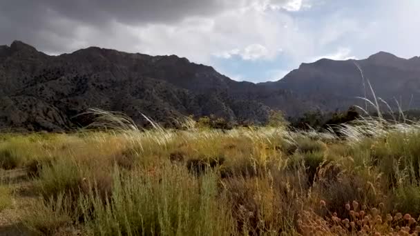 Gentle Breeze Waves Dry Green Flowers Field Nature Day Cloudy — Stockvideo