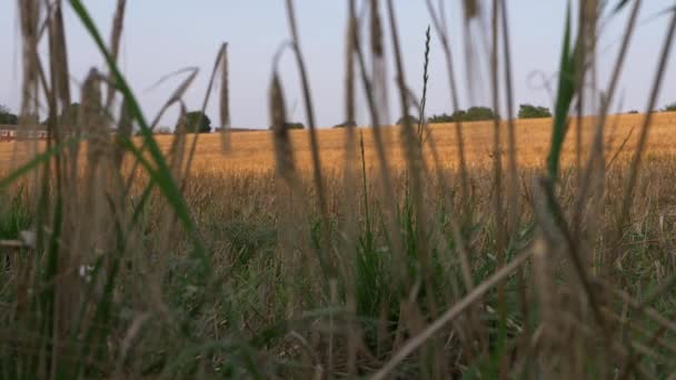 Golden Wheat Field Landscape Wide Shot — 图库视频影像