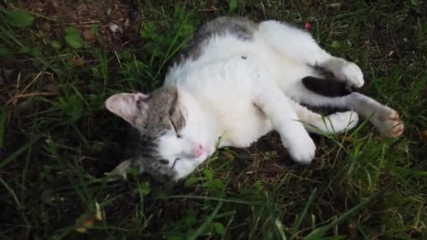 Cat Resting Grass Summer Time — Stok video