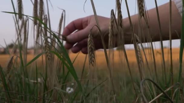 Hands Checking Wheat Crops Wheat Field Medium Shot — Stockvideo