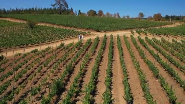 Aerial Vineyards Coast Colchagua Valley Chile Summer Seen Drone Paredones — 비디오