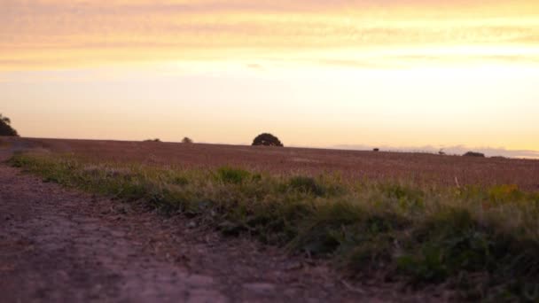 Dusty Dry Road Farmers Field Sunset Landscape Tilting Shot — Stockvideo