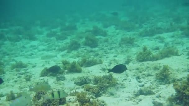 Underwater Shot Mauritius Group Different Kind Fishes Beautiful Turquoise Colored — Video Stock