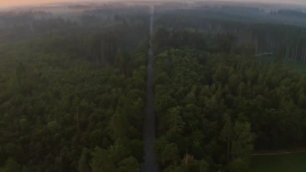 High Angle Drone Shot Large Forest Summer Sunrise Empty Road — Video Stock