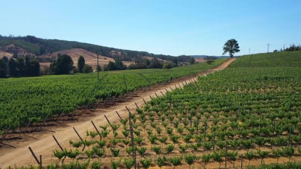 Aerial Vineyards Coast Colchagua Valley Chile Summer Seen Drone Paredones — 비디오