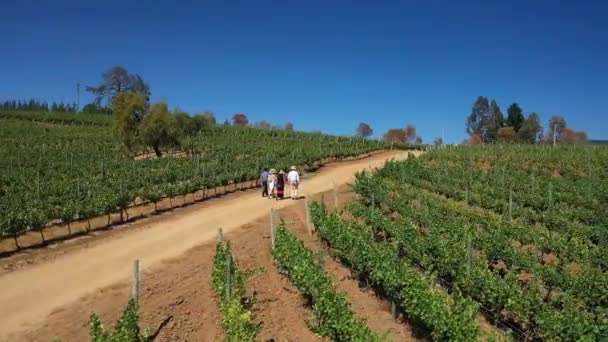 Aerial Vineyards Coast Colchagua Valley Chile Summer Seen Drone Paredones — Stockvideo