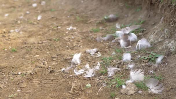 White Bird Feathers Sand Medium Shot — Video Stock