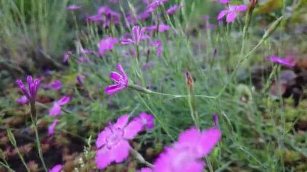 Flowers Blown Away Wind Beautiful Flowers Garden — Wideo stockowe