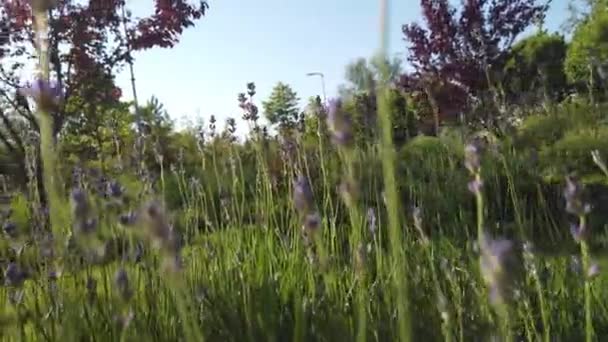 Квіти Підірвані Вітром Красиві Квіти Саду — стокове відео