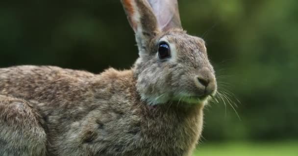 Wild Rabbit Eating Chewing Green Grass Amsterdam Netherlands Close — Stok Video