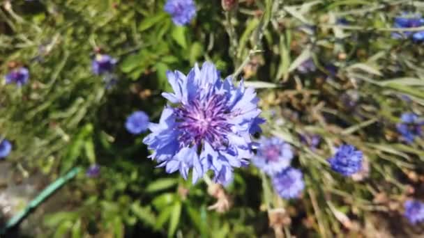 Flowers Blown Away Wind Beautiful Flowers Garden — Vídeos de Stock