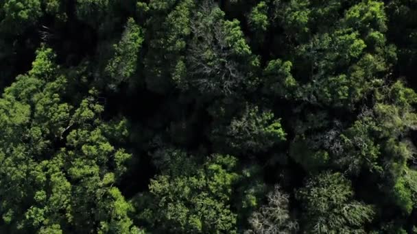 Looking Flying Lush Australiab Bushland Forest Rocky Outcrops — Αρχείο Βίντεο