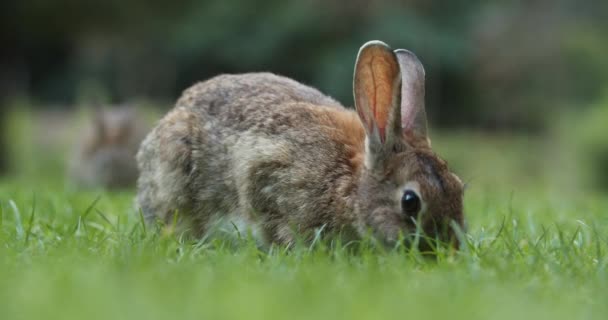 Cute Wild Rabbits Calmly Eating Green Grass While Looking Amsterdam — Video