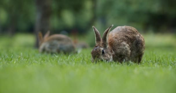 Wild Rabbits Eating Grass Hopping Park Amsterdam Netherlands Selective Focus — стоковое видео