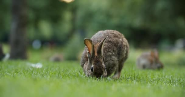 Wild Rabbits Sitting Eating Grass Botteskerkpark Amsterdam Netherlands Selective Focus — Stock Video