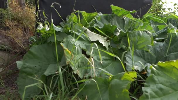 Rhubarb Leaves Growing Garden Medium Panning Shot — Stock videók