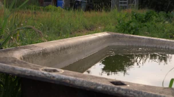 Old Bath Tub Full Water Allotment Garden — Video Stock