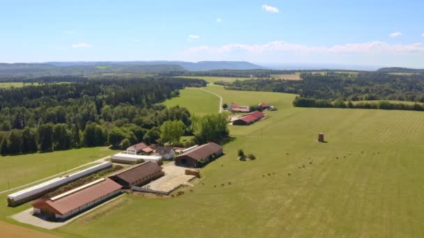 Homecoming Speed Sequence Herd Cows Running Fast Its Barn — Stockvideo