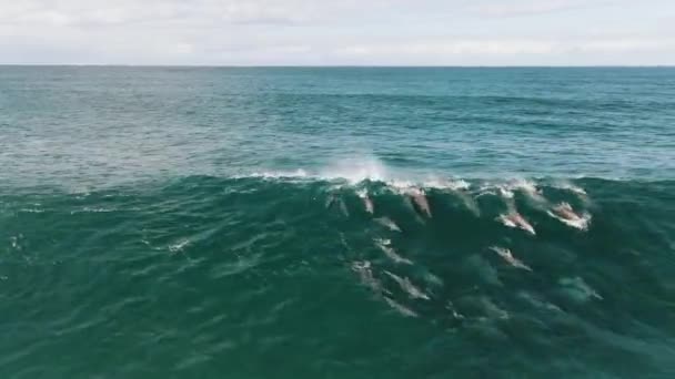 Aerial Shot Some Dolphins Riding Jumping Wave — Video Stock