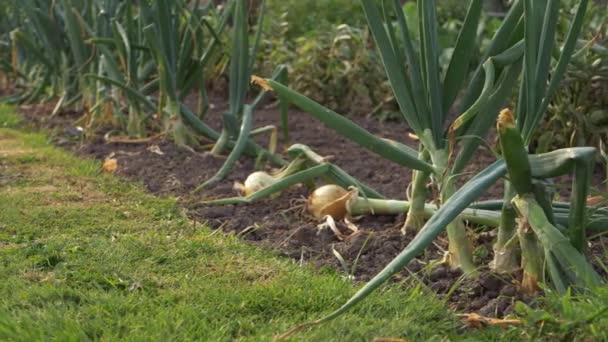 Ripe Onions Growing Vegetable Garden Medium Panning Shot — ストック動画