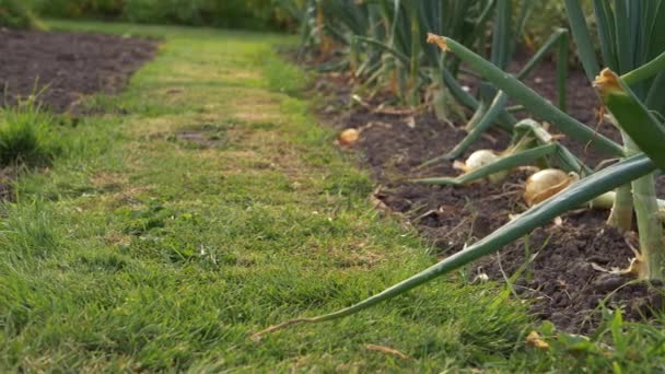 Row Ripe Onions Growing Vegetable Garden Wide Panning Shot — Vídeos de Stock