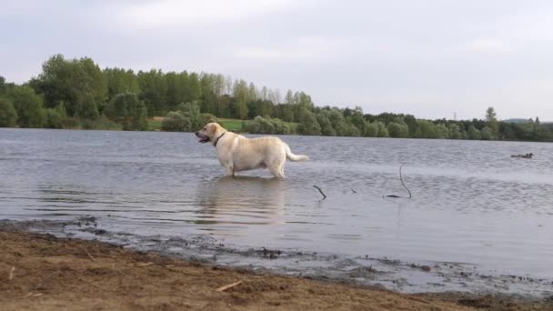 Labrador Dog Standing Lake Wide Panning Shot — стоковое видео
