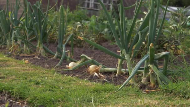 Ripe Onions Growing Vegetable Garden Wide Panning Shot — Vídeo de Stock