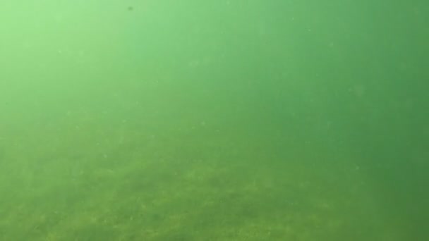 Sunny Underwater Shot Sunbeams Wandering Water Ground — Wideo stockowe