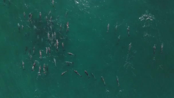 Повітряний Постріл Великого Стручка Дельфінів Які Плавають Грають — стокове відео