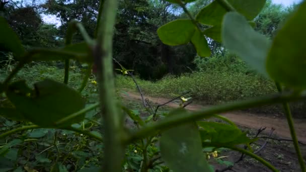 Young Man Running Forest Champaner Gujarat — Video