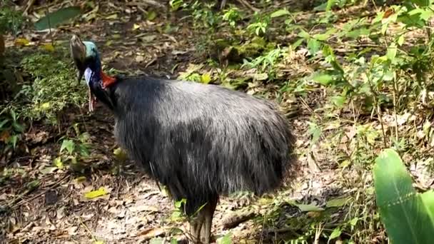 Cassowaries Género Casuarius Son Rátidas Aves Sin Vuelo Sin Quilla — Vídeos de Stock