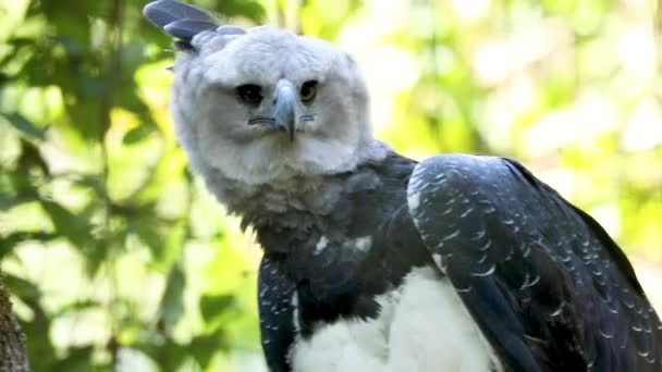 Harpy Eagle Harpia Harpyja Neotropical Species Eagle Also Called American — Stockvideo