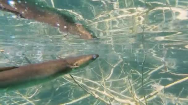 Eel Turtle Feeding Lake Kournas Crete — Stockvideo