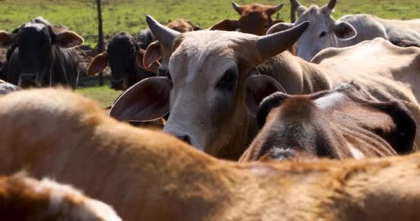 Cows Grazing Small Farm Countryside — ストック動画