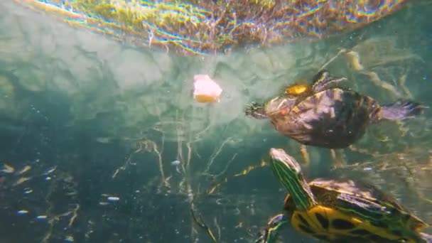 Slow Motion Turtle Feeding Lake Kournas Crete — Αρχείο Βίντεο