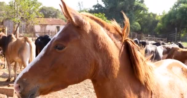 Closeup Horse Trapped Stable Farm — Video