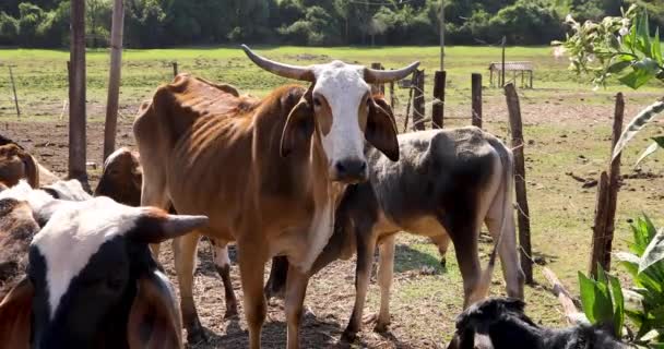 Pâturage Des Vaches Dans Une Petite Ferme Campagne — Video