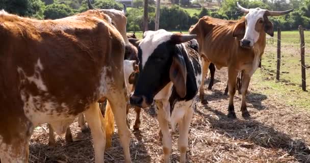 Cows Grazing Small Farm Countryside — Wideo stockowe