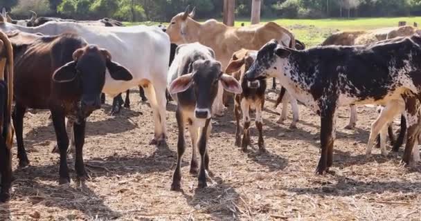 Cows Grazing Small Farm Countryside — Vídeos de Stock