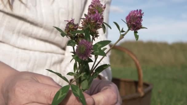 Woman Holding Wild Pink Clover Meadow Close Shot — Vídeo de Stock