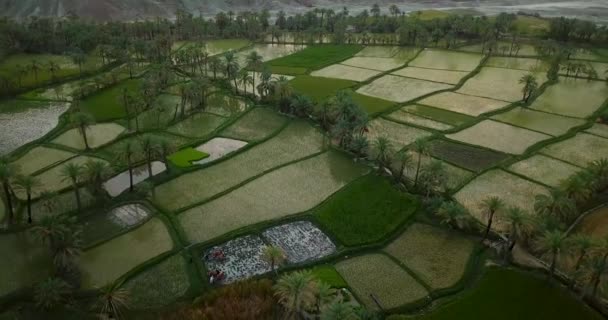 Cinematic Drone Long Shot Rice Paddy Farm Field Palm Trees — Wideo stockowe