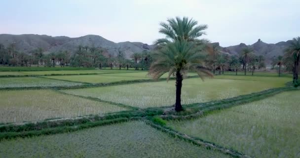 Alone Date Palm Tree Green Rice Paddy Agriculture Farmland Fields — Vídeos de Stock