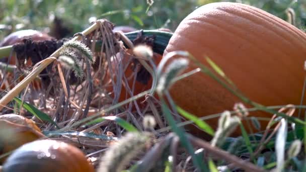 Extreme Closeup Dolly Motion Right Large Sized Sweating Pumpkin Withering — ストック動画