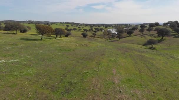 Flyover Flock Stork Leaping Air Grassy Field — Stockvideo