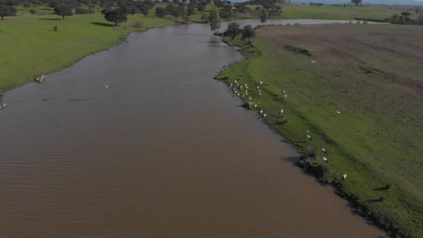 Overhead View River Flock Storks — Wideo stockowe