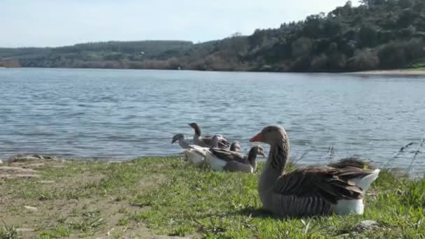 Many Greylag Goose Ducks Standing Sitting Resting Together Green Grass — Vídeos de Stock